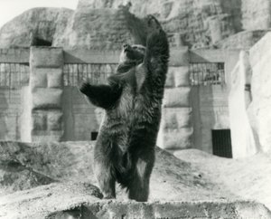 Un ours brun se tient debout sur ses pattes arrière, atteignant le ciel, Mappin Terraces, Zoo de Londres, août 1921